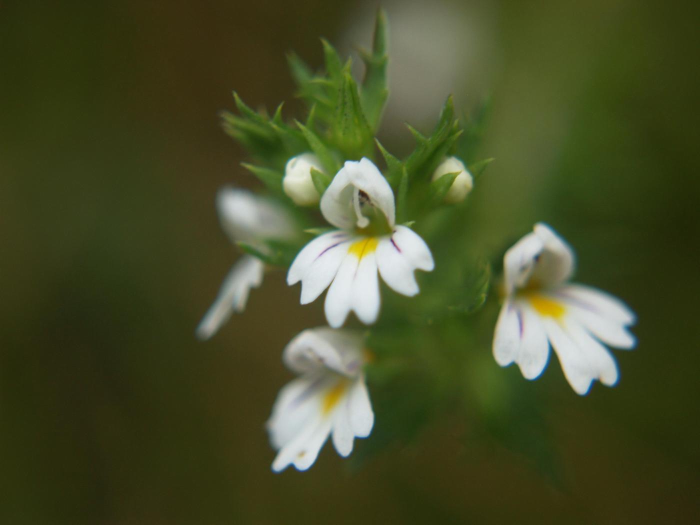 Eyebright, Irish flower